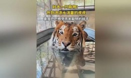 虎虎大爆料完整视频,揭秘视频背后的惊人真相与精彩瞬间